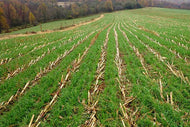 Cereal Rye 5# (CLEARANCE)