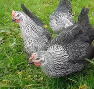 Silver Laced Sussex pullets