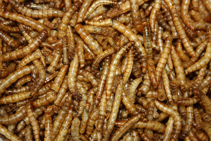 Meal Worms 1.5#