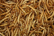 Meal Worms 1.5#