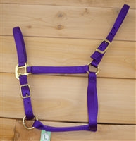 Locatis Horse Halter 500-800 Purple (CLEARANCE)