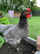 Blue Sapphire Plymouth Rock