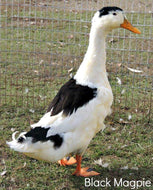 Magpie (Duck)