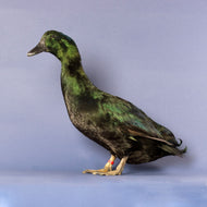 Cayuga (Duck)