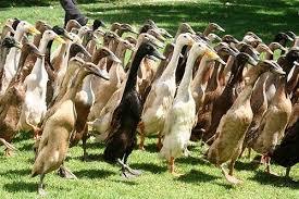 Assorted Runner Ducks