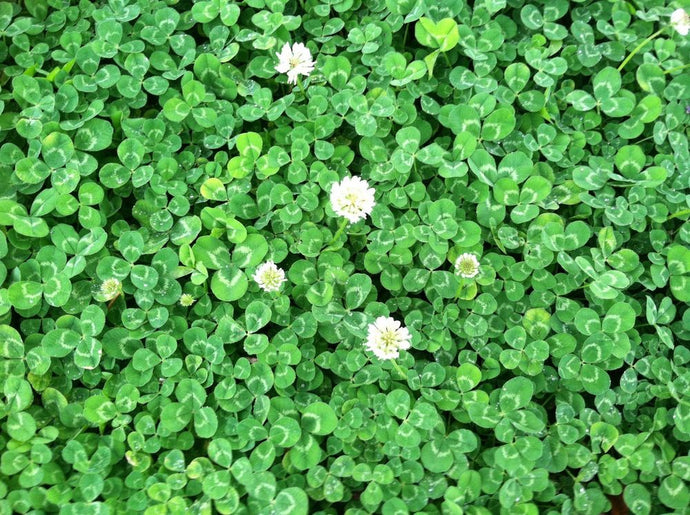 Dutch White Clover 2#